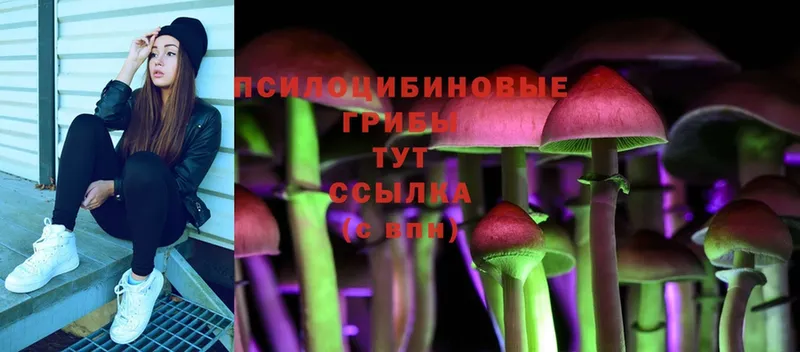 Псилоцибиновые грибы Psilocybine cubensis  Апрелевка 